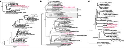 Origin of the Animal Circadian Clock: Diurnal and Light-Entrained Gene Expression in the Sponge Amphimedon queenslandica